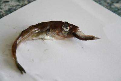 Прикрепленное изображение: IMG_6824.JPG